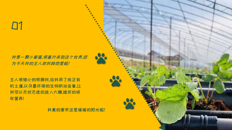 生物防治，丽蚜小蜂，白粉虱，寄生蜂，温室白粉虱，粉虱，捕食螨，加州新小绥螨，斯氏钝绥螨，叶螨，红蜘蛛，螨害，嘉禾源硕，蜂博士，Drbee蜂博士