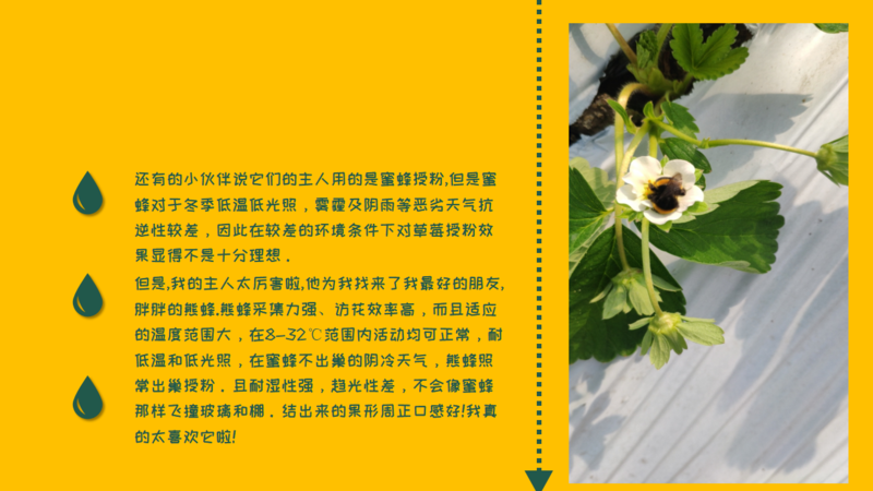 生物防治，丽蚜小蜂，白粉虱，寄生蜂，温室白粉虱，粉虱，捕食螨，加州新小绥螨，斯氏钝绥螨，叶螨，红蜘蛛，螨害，嘉禾源硕，蜂博士，Drbee蜂博士