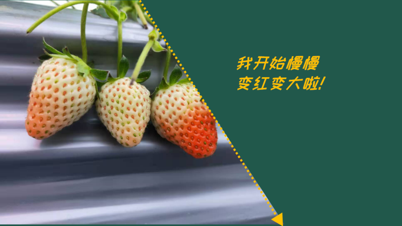生物防治，丽蚜小蜂，白粉虱，寄生蜂，温室白粉虱，粉虱，捕食螨，加州新小绥螨，斯氏钝绥螨，叶螨，红蜘蛛，螨害，嘉禾源硕，蜂博士，Drbee蜂博士