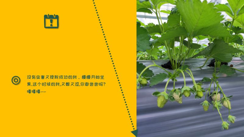生物防治，丽蚜小蜂，白粉虱，寄生蜂，温室白粉虱，粉虱，捕食螨，加州新小绥螨，斯氏钝绥螨，叶螨，红蜘蛛，螨害，嘉禾源硕，蜂博士，Drbee蜂博士