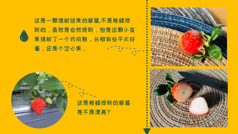 生物防治，丽蚜小蜂，白粉虱，寄生蜂，温室白粉虱，粉虱，捕食螨，加州新小绥螨，斯氏钝绥螨，叶螨，红蜘蛛，螨害，嘉禾源硕，蜂博士，Drbee蜂博士