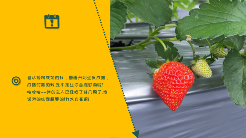 生物防治，丽蚜小蜂，白粉虱，寄生蜂，温室白粉虱，粉虱，捕食螨，加州新小绥螨，斯氏钝绥螨，叶螨，红蜘蛛，螨害，嘉禾源硕，蜂博士，Drbee蜂博士