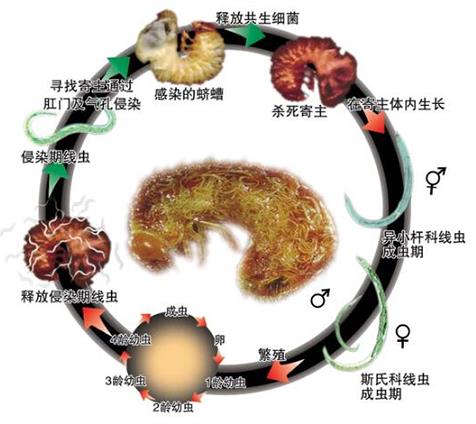 熊蜂，授粉熊蜂，丽蚜小蜂，温室白粉虱，捕食螨，加州新小绥螨，斯氏钝绥螨，智利小植绥螨，叶螨，红蜘蛛，食蚜瘿蚊，蚜虫，东亚小花蝽，蓟马，昆虫病原线虫，蛴螬，地老虎，跳甲，嘉禾源硕，蜂博士生物防治，Drbee蜂博士