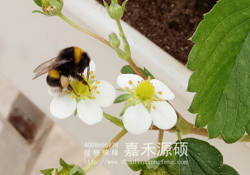 熊蜂,授粉熊蜂,熊蜂授粉,番茄授粉,草莓授粉，蓝莓熊蜂授粉